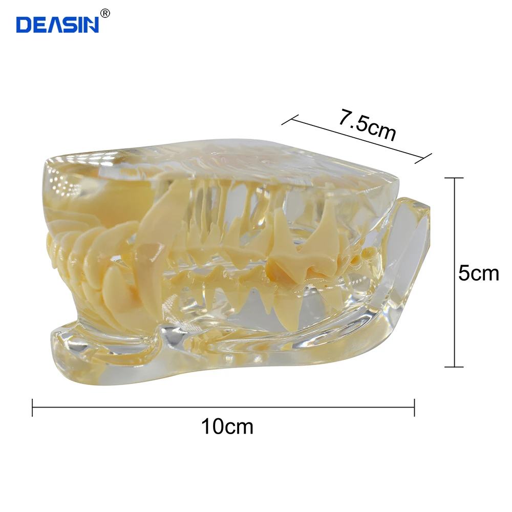 Dog Dentition model Dog dental Teeth Model Clear Canine Dentist Modeling Animal Body Anatomy Dog Teeth