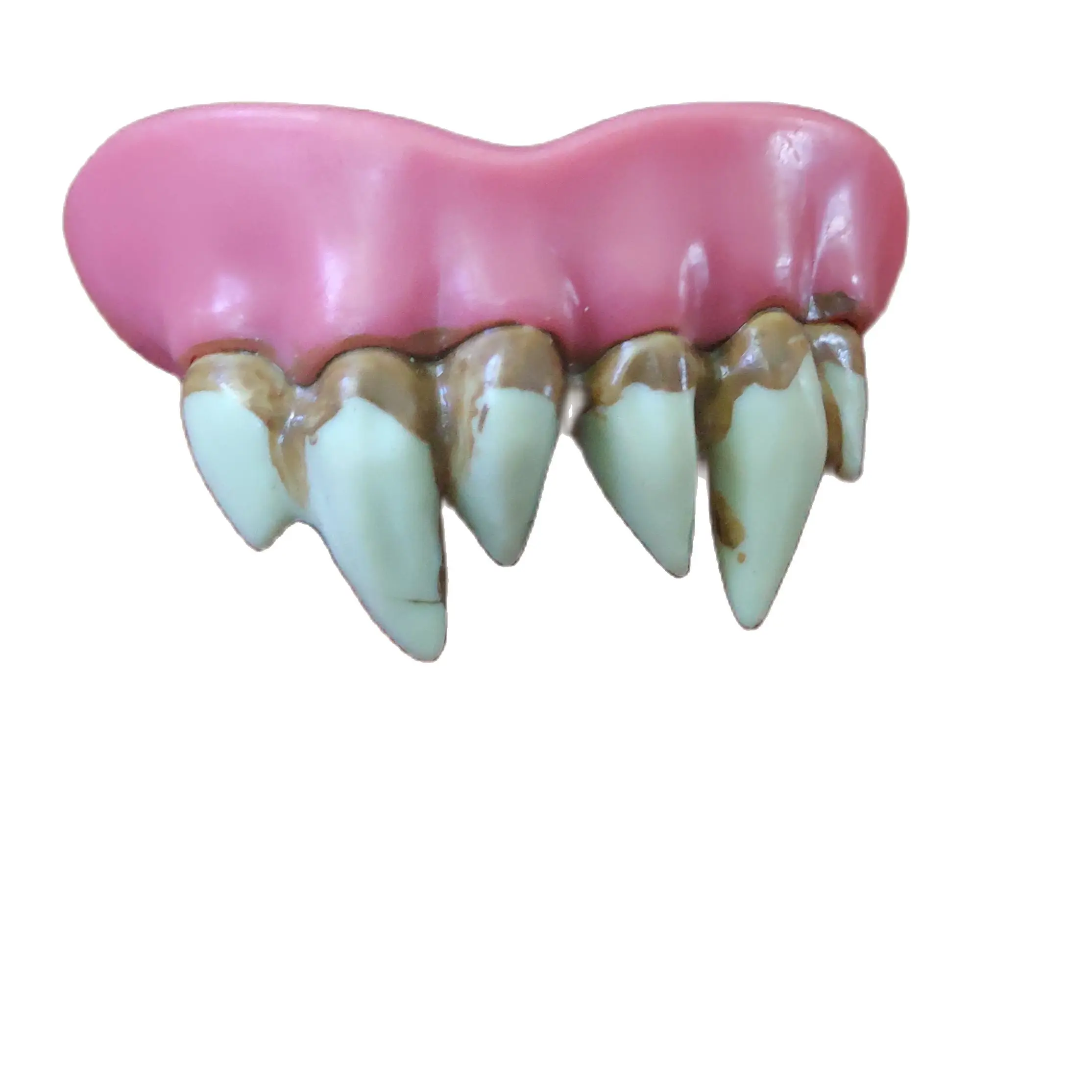 Denti finti per lupo mannaro accessori divertenti Cosplay Halloween party spaventoso Horror Costume Horror Move