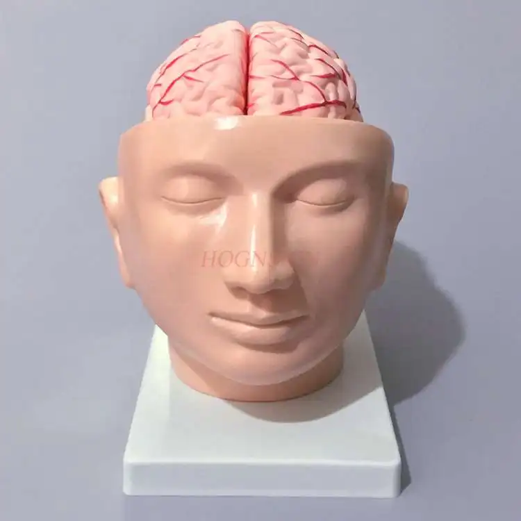 Head model head with cerebral artery model intracranial brain structure cerebral artery anatomy teaching medical teaching aids