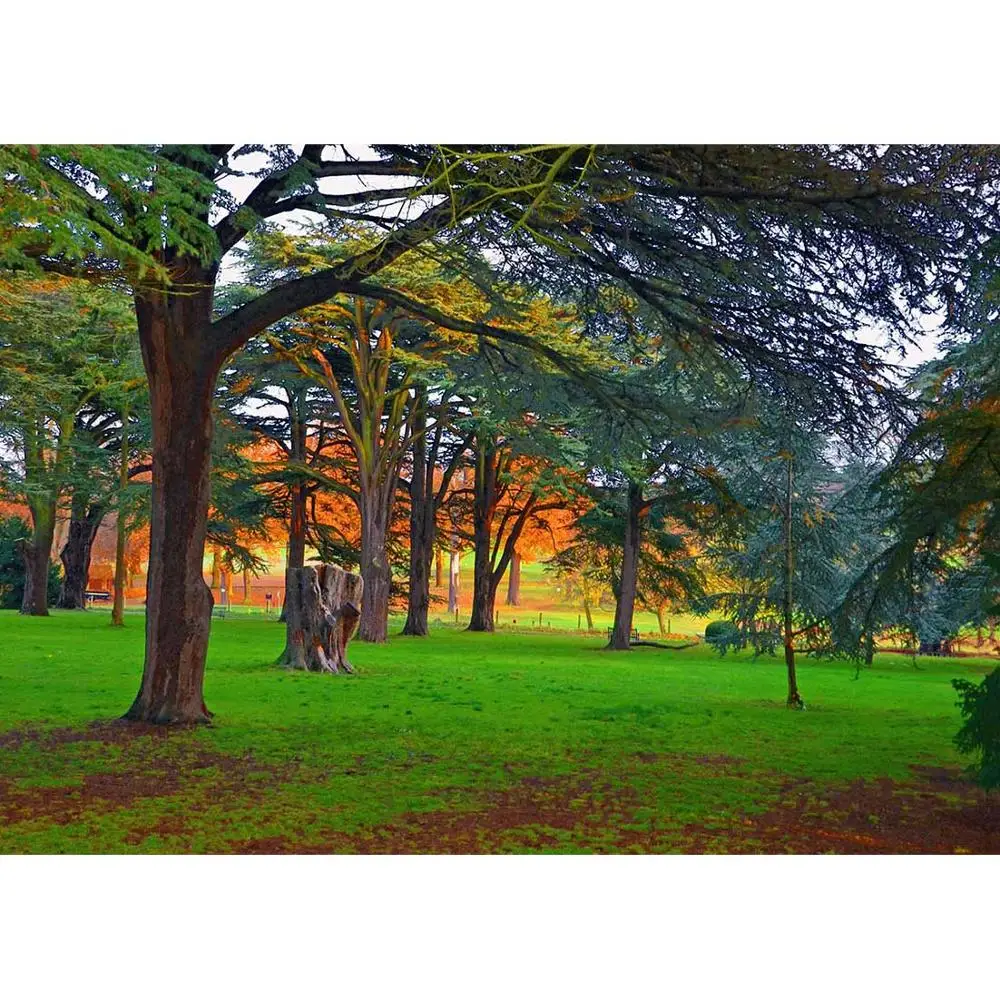 Garden Grassland Tree Vinyl Photography Backdrops Scenic Park View Photographic Backgrounds for Photo Studio for Children Baby