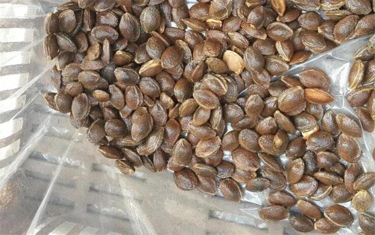 Apricot Seed Remover Daging Shell Memisahkan Mesin Mudah Dioperasikan