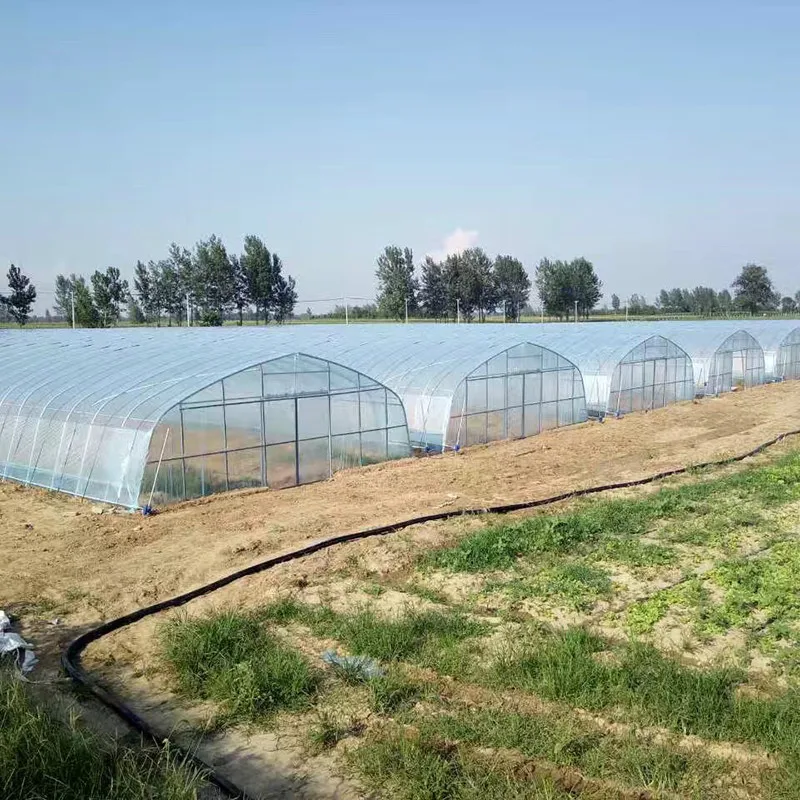 8M*30M-Vegetable Tunnel Greenhouse