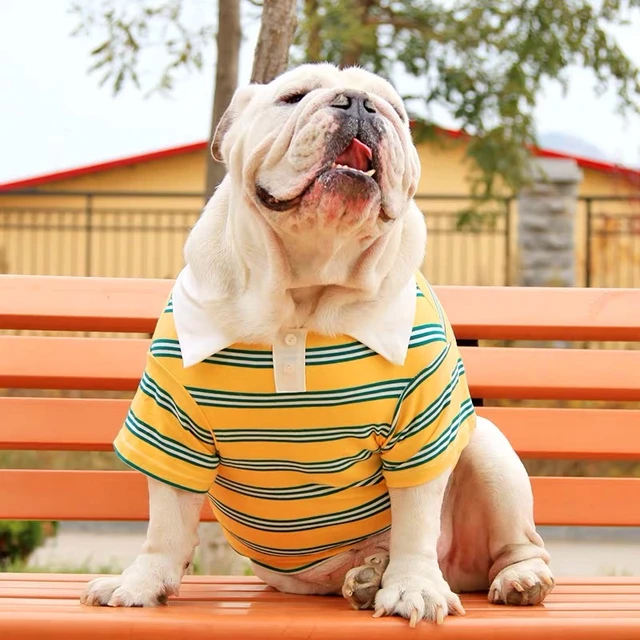 Vetement pour bouledogue francais sales