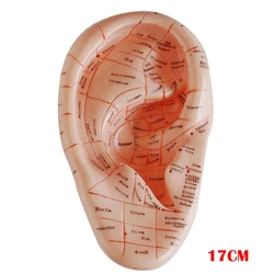 English version Ear earpins model model auricular application model ear  points model 17 cm