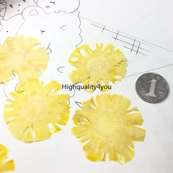 5pcs Dried Pressed Pineapple Slices Fruit Plant Herbarium For Exopy Jewelry Photo Frame Phone Case Bookmark Postcard Making DIY