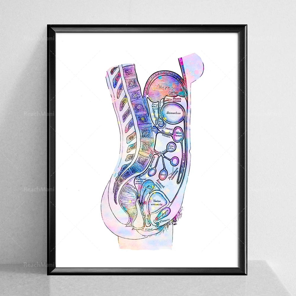 Abdomen Organs Anatomy Poster Internal Organs Print Watercolor Anatomy Art Medical Decor Clinic Wall Art Doctor Office Gift Med