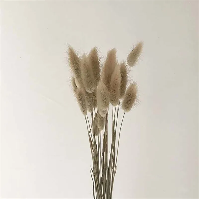 50/100 Stems Dried Flower Rabbit Bunny Tail Bunch Natural Plants Floral Rabbit Grass Bouquet Wedding Flower  Home Decoration