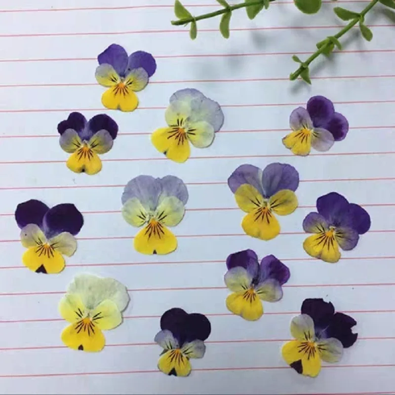 

120pcs Pressed Dried Viola tricolor L Pansy Flower Leaf Plant Herbarium For Jewelry Postcard Bookmark Invatation Card DIY Making