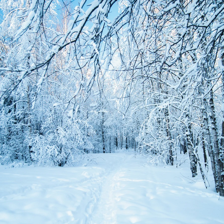 Laeacco-fondo fotográfico de bosque nevado para estudio fotográfico, telón de fondo blanco de bosque nevado para decoración de habitación de cumpleaños