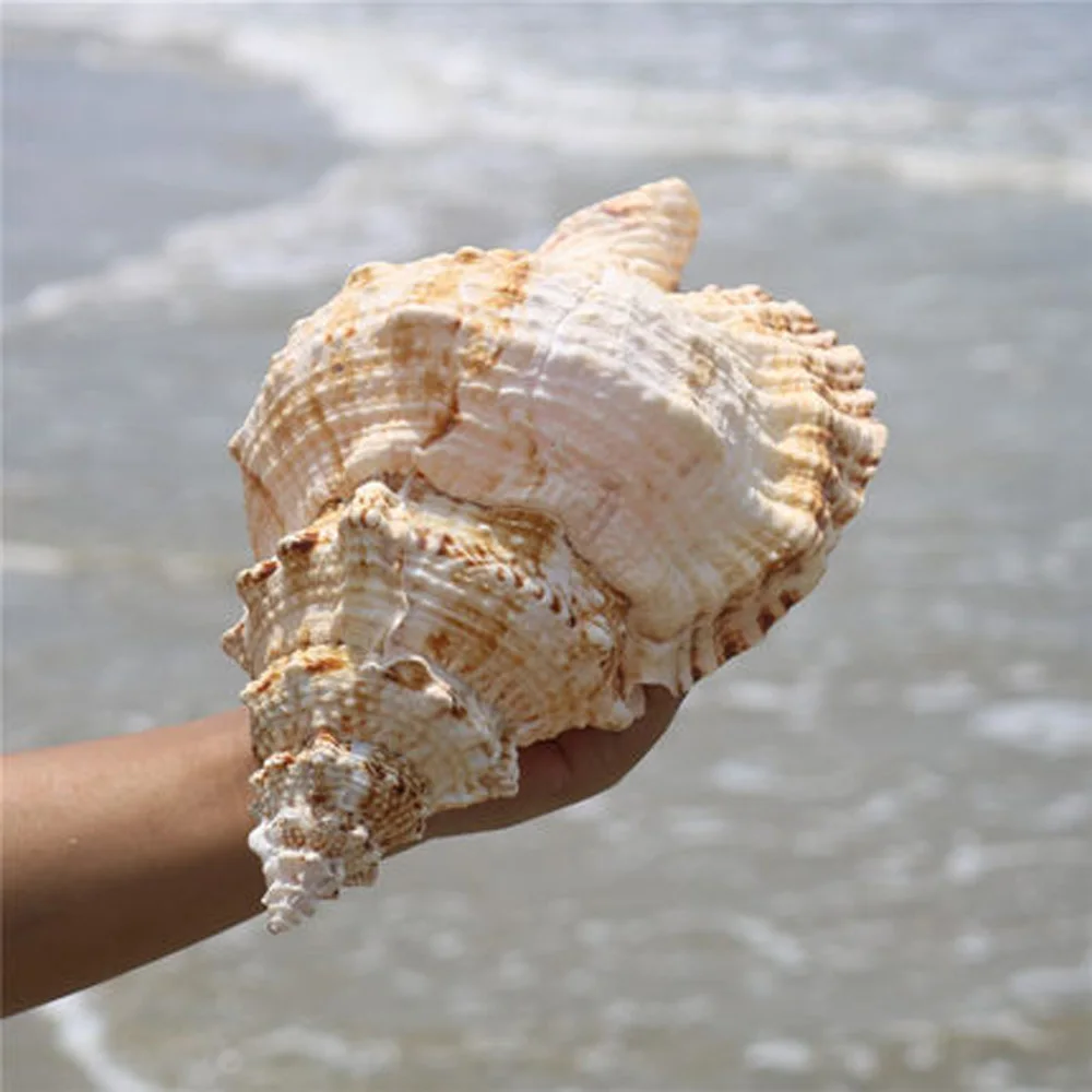 1pcs big size natural Conch sea shell Big conch shell for home decoration or gift