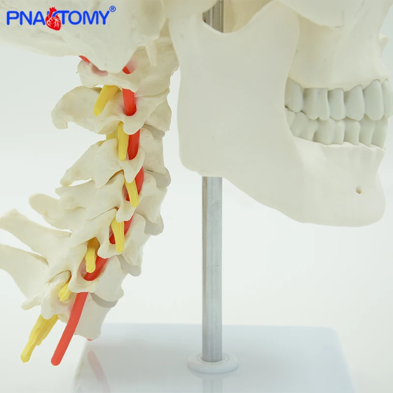 Manusia Anatomi Tengkorak Model Ukuran Hidup Kerangka Kepala Alat Peraga Medis Alat Anatomi Perlengkapan Mengajar Arteri dan Serviks Vertebra