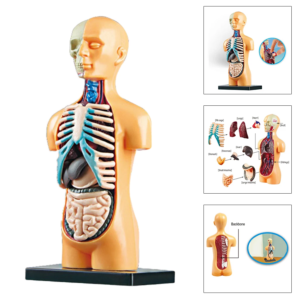 Learning 3D Human Torso Anatomy Models Bundle Set, Brain, Body, Heart, Lungs, Stomach Demonstration Tools, Teacher Accessories