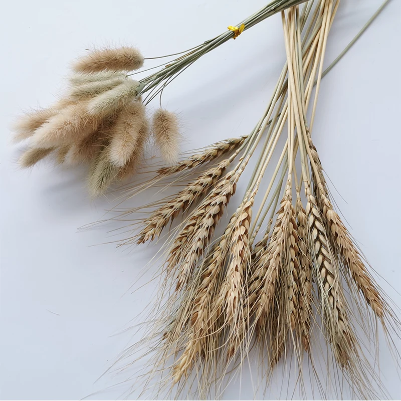 

20PCS Bunny Tail Grass Dried Natural Flowers Wheat Ear Dry Flower Wedding Marriage Decoration Home Living Room Decor Accessories