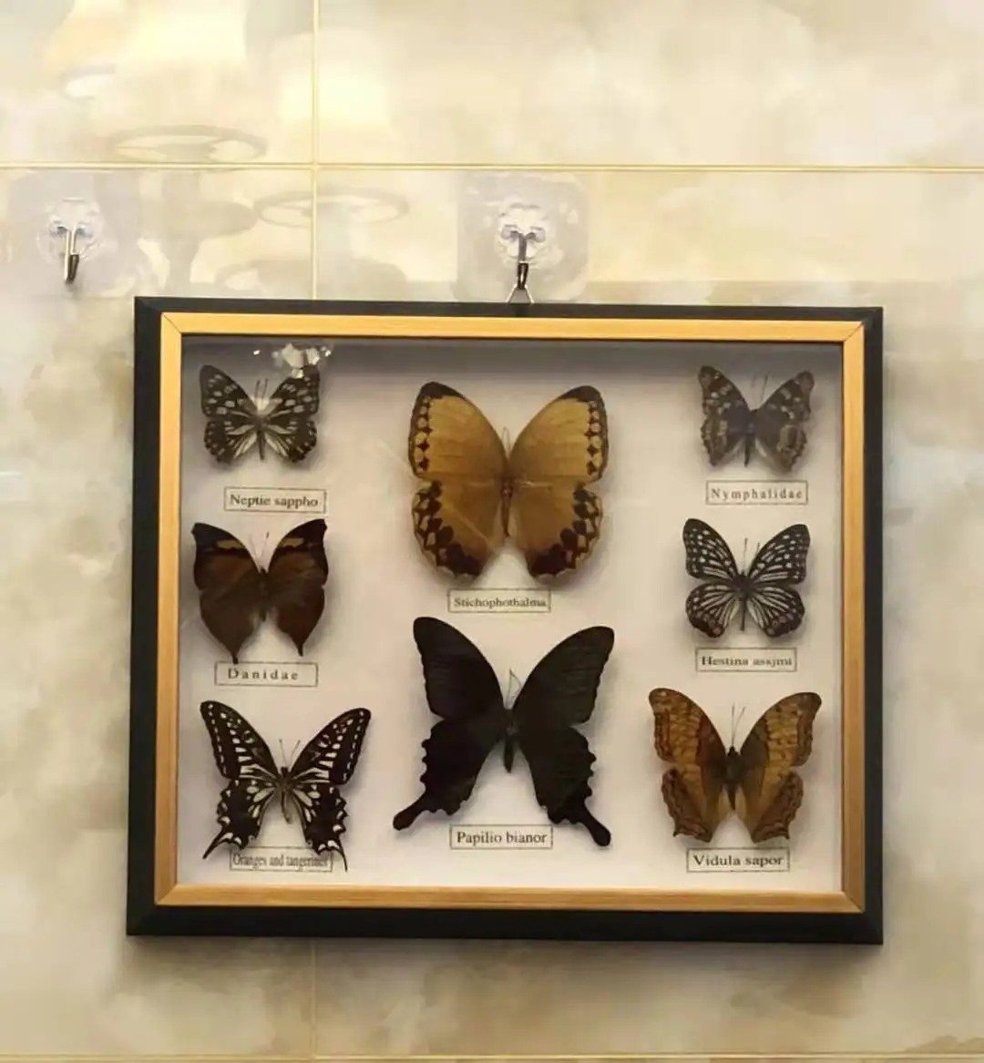 

Beautiful Butterfly Specimen Educational Material Collection/Butterfly Specimen Photo Frame Artwork Decoration Home Decoration