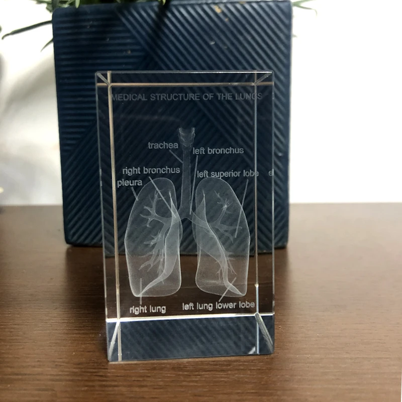 Human Anatomical Medical structure of the lungs Model K9 Crystal Laser 3D Internal Statue Figurines Miniatures Crystal Crafts