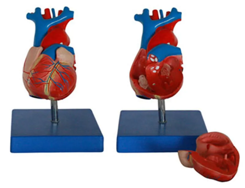 

A new model of natural large heart anatomy