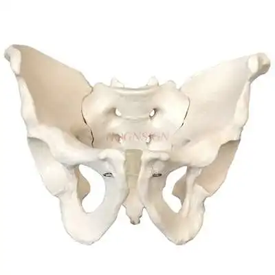 

Male pelvic model natural large pelvic model sacrum pubic bone structure pelvic bone display teaching medicine