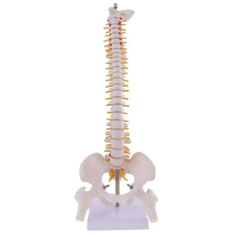 

45cm Life Size Vertebral Column models lumbar Spine with pelvic Anatomical Anatomy Model Skeleton Instrument Medical Supplies