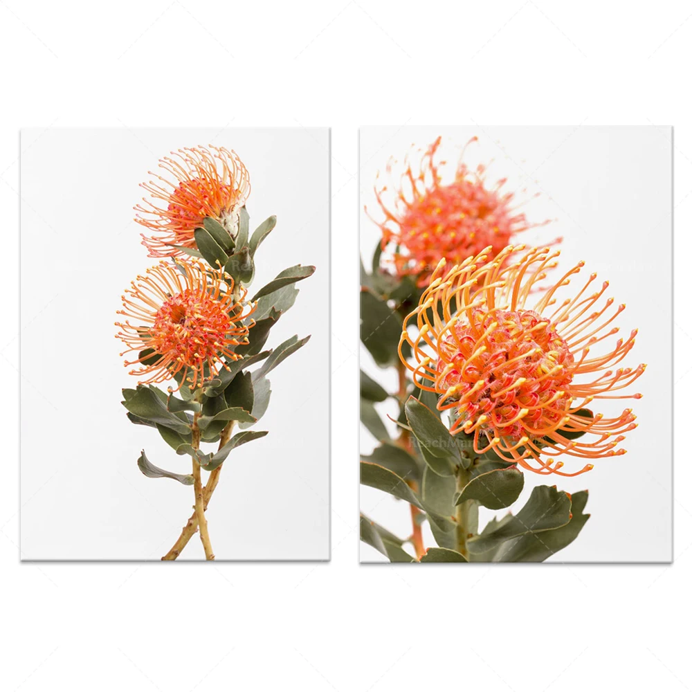 Protea printable wall art, 2 pieces of wall art flower photography, Australian native photography, Australian art, plant print s