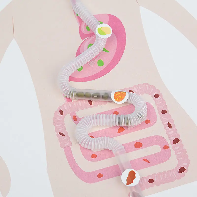 Human Digestive System Simulated Food Intake Process Model Jigsaw Model