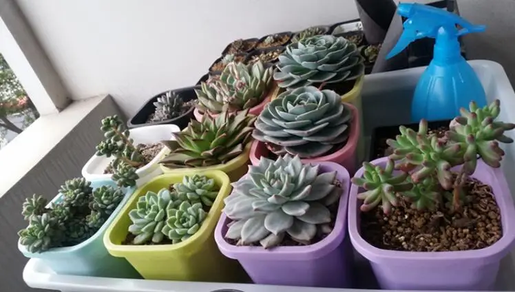 Plantas suculentas Eping Oxalis, maceta cuadrada profunda de plástico grueso en colores blanco, negro, verde, amarillo, rosa, morado y azul cielo.