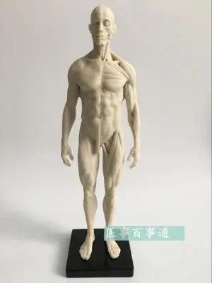 

30cm medical sculpture drawing CG refers to the anatomy model of human musculoskeletal with skull structure male/female