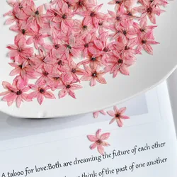 0.7-1cm/24pcs,natural mini Leek flower,tiny dry flower embossing material ins popular nail Art Trinket photo frame star flower