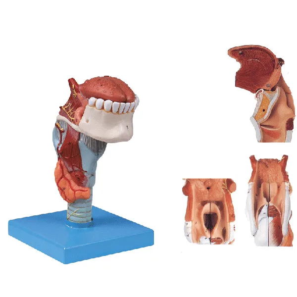 

Anatomical Larynx Model with Tongue,Teeth and laryngeal cartilages, laryngeal muscles andl cavity Model