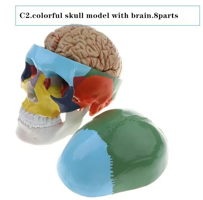 Adult Human Colorful Skull Anatomical Model Skeleton Head Model with Brain and spine