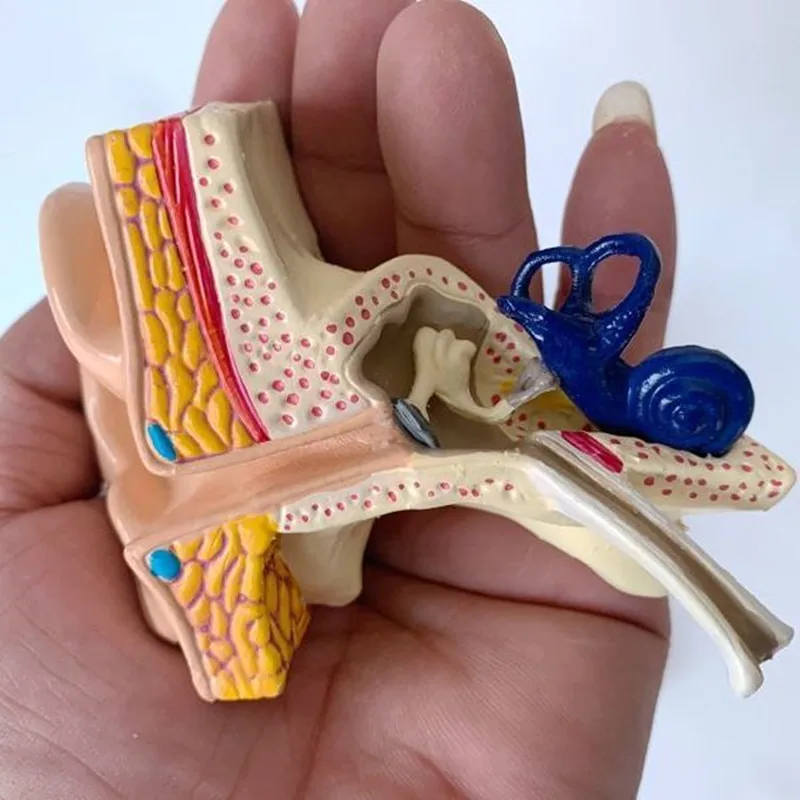 Ear Anatomical Model Outer Middle Inner Ear Auditory System Organs Ear Structure Teaching Aid