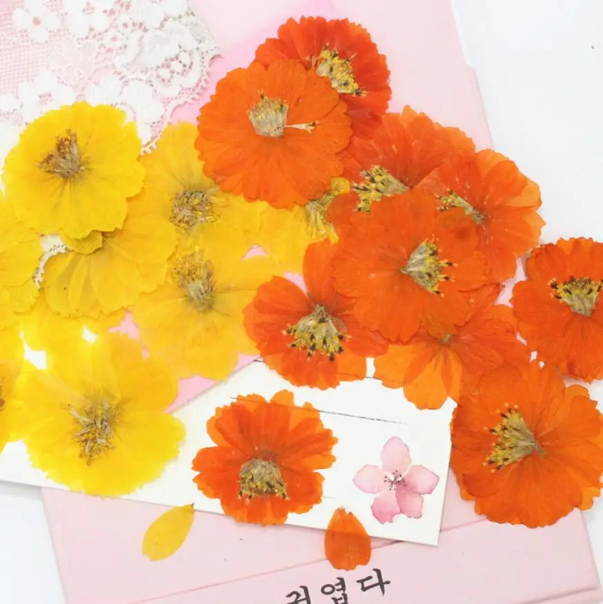 120pcs Pressed Dried Cosmos Sulphureus Flower Herbarium For Epoxy Resin Jewelry Making Bookmark Face Makeup Nail Art Craft