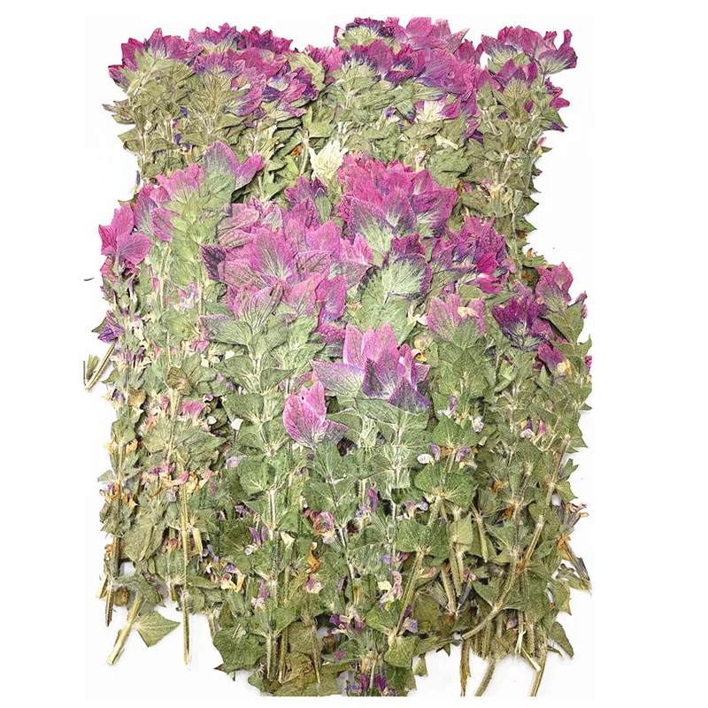 

250pcs Pressed Dried Salvia Viridis Flower Herbarium For Epoxy Resin Jewelry Making Bookmark Case Face Makeup Nail Art Craft