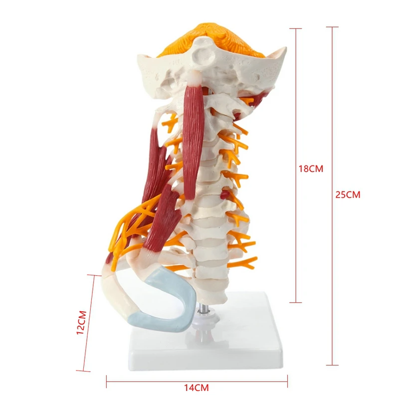 1:1 Life Size Cervical Vertebrae Vertebral Body Cervical Spine Nerve Model Human Anatomy Spinal Cord Cervical Vertebrae Skeleton