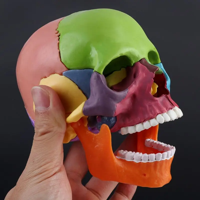 1 Color Adult Skull 4D Disassembled Included 15 Pcs Parts  Anatomical Model Detachable Teaching Tool Lifesize 1:2 Replica