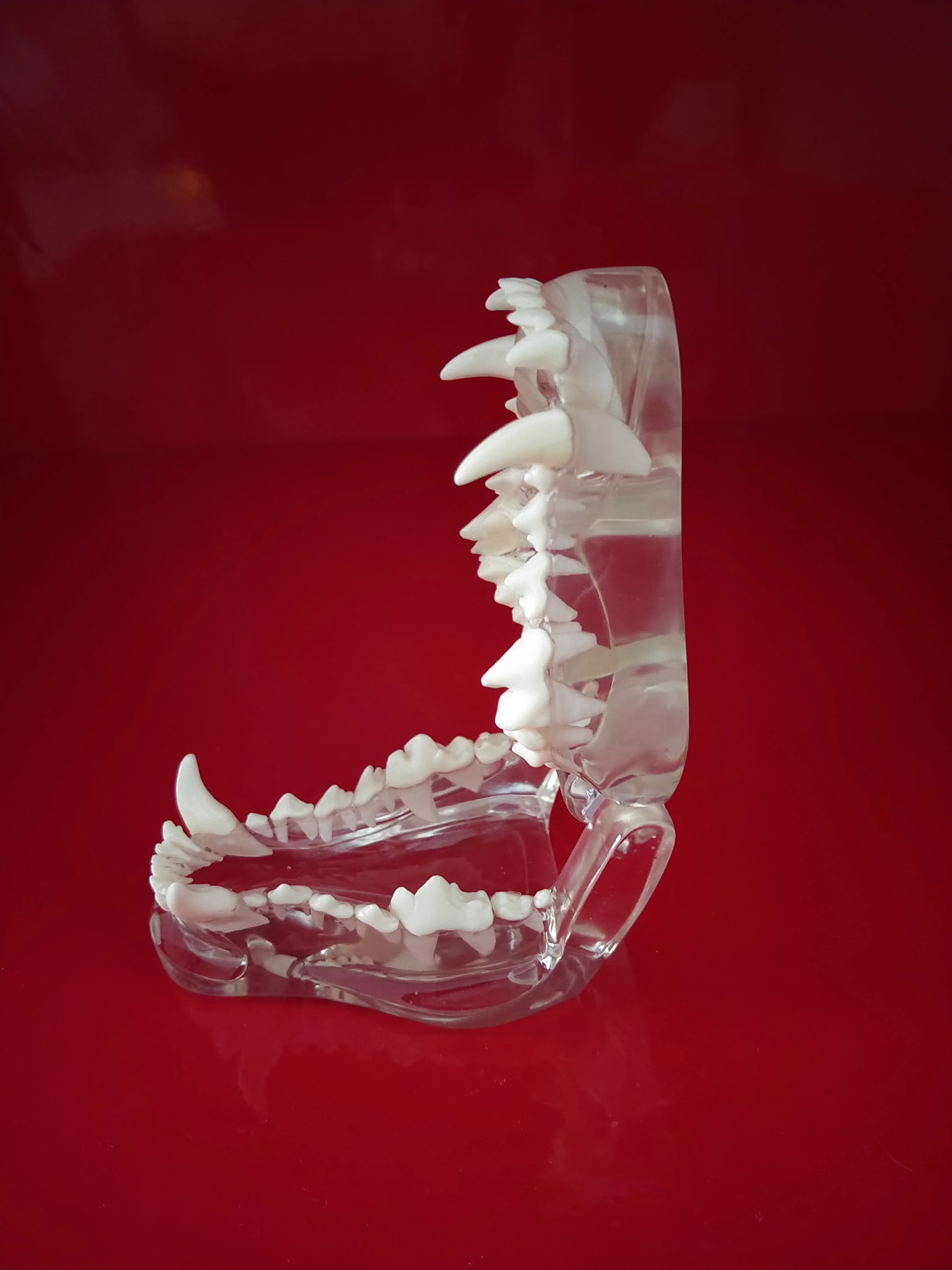 Transparent Resin Dog Anatomical Teeth Teaching Demonstration Veterinary Animal Skeleton Crystal Specimen Dentition Model