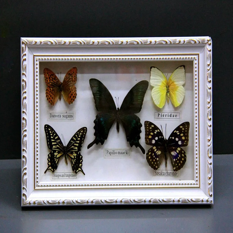 1 set of 5pcs  Real Specimen butterfly specimen photo frame craft gift home decoration decoration home decoration