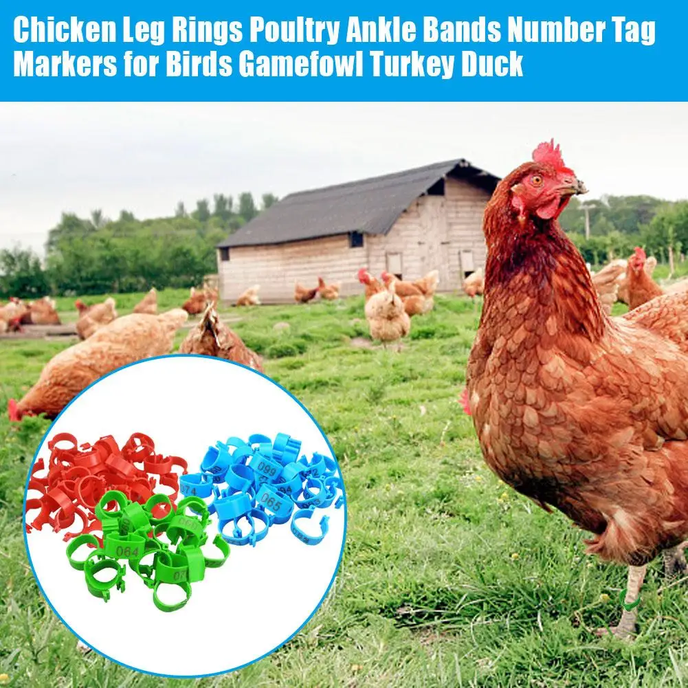 100 Pcs Chicken Leg Bands 20 Mm Chicken Poultry Rings 3 Colors Pigeon Geese Quail Bird Ring Carry Tools Feeding Number Tag