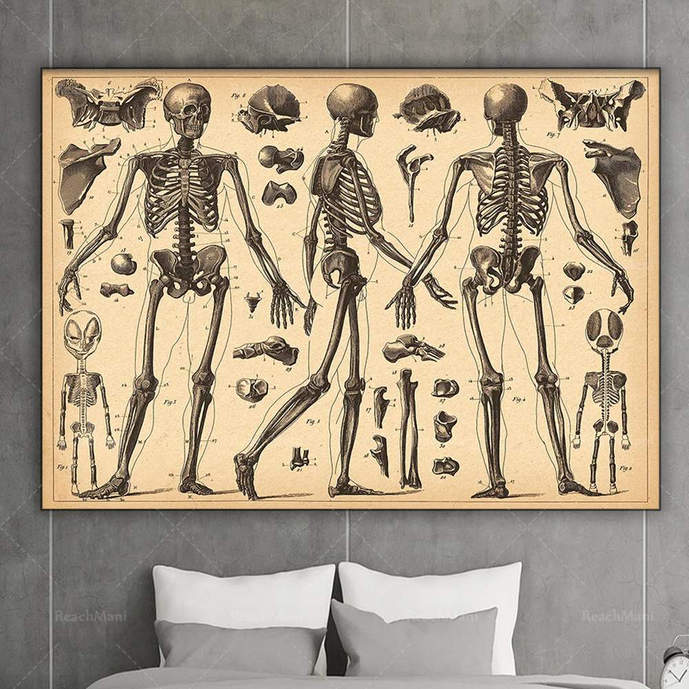 Antique body art medical art poster vintage printing medical poster doctor doctor decoration orthopedic doctor gift
