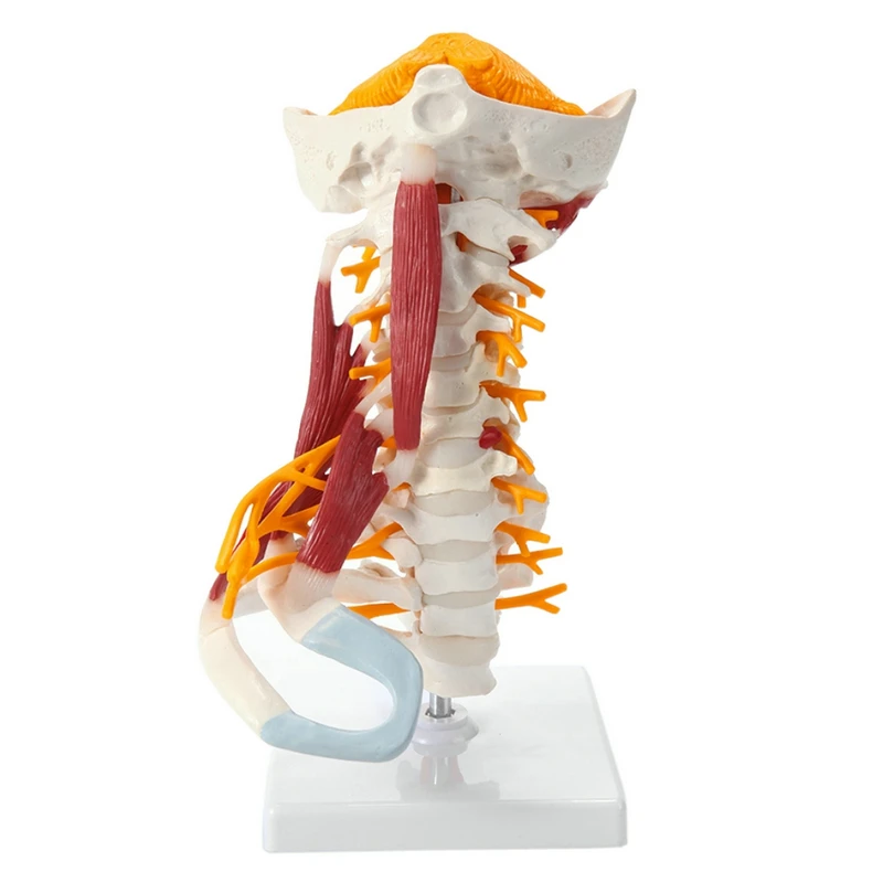 1:1 Life Size Cervical Vertebrae Vertebral Body Cervical Spine Nerve Model Human Anatomy Spinal Cord Cervical Vertebrae Skeleton