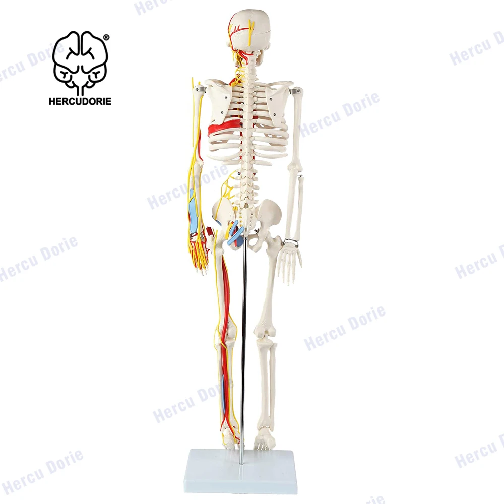 85CM Human Skeleton Model With Heart, Blood Vessels And Nerves, Halloween, Medical Teaching,
