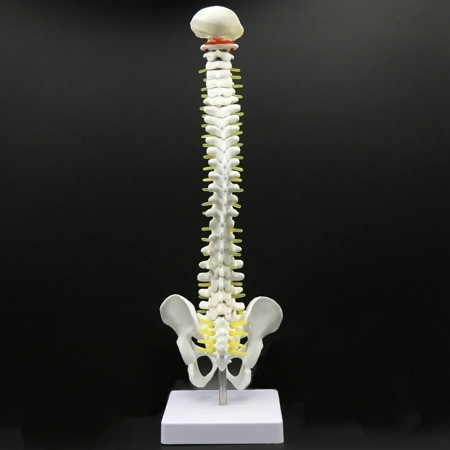 45cm Human Spine with Pelvic Model Anatomical Spine Medical Model with Stand