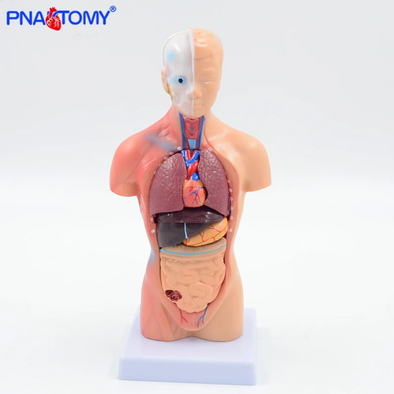 28cm Human Torso Model Internal Organs Brain Heart Stomach Liver Lungs Urinary System Anatomy Tool Educational Equipment Child