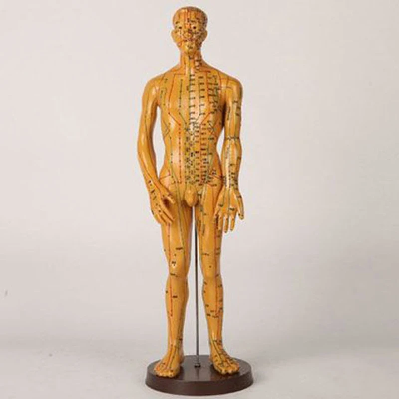 52cm Medical Chinese Medicine Meridians Acupuncture Moxibustion Model Acupuncture Point Mannequin Acupuncture Model Faster ships