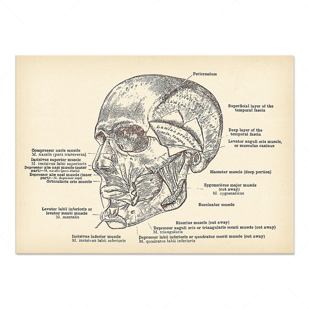 Facial muscle anatomy, plastic surgeon office decor, plastic surgery clinic wall art medical print chiropractor gift