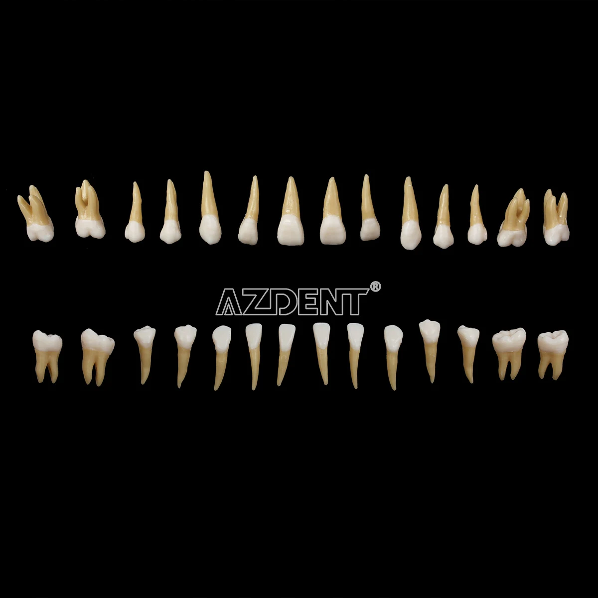 1:1 Dental 28 sztuk demonstracja stałe zęby naucz Model Implant dentysta praktyka produkt