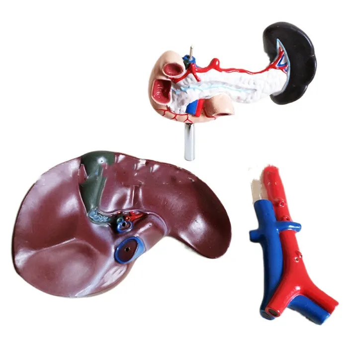 

Обучающая модель человеческого гепатропанкреа, duodenum spleen, живот, активная венная анатомия, модель пищеварительной системы