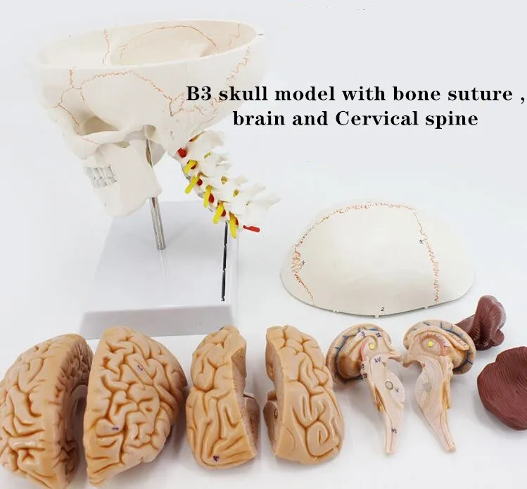 Human Colorful Muscled Skull Anatomical bone Model Skeleton Head Model with Brain and spine