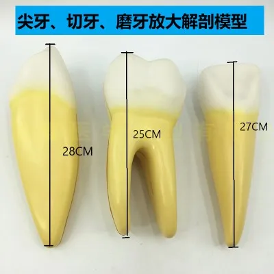 

3pcs/set Normal tooth magnification anatomy model molars incisors teeth magnification human tooth Medical teaching model