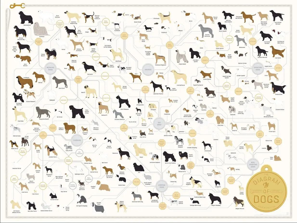 Dog Breed Chart Art Silk Poster Print 24x36inch