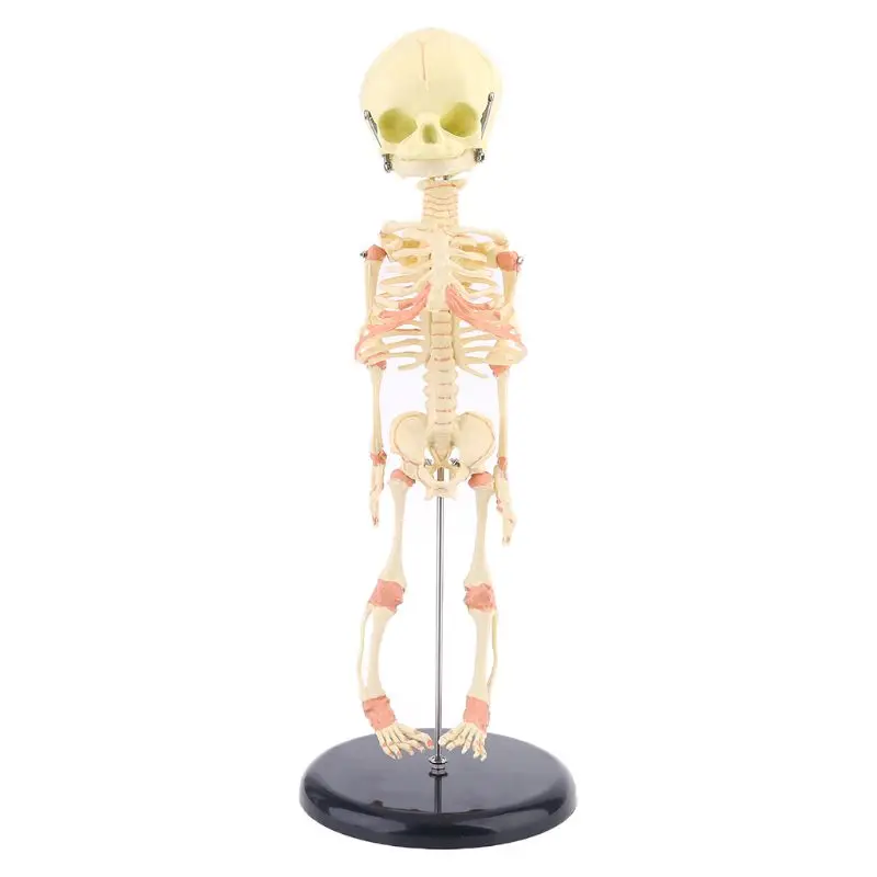 

Single Head Baby Skull Human Research Model Skeleton Anatomical Brain Anatomy Teaching Study Display